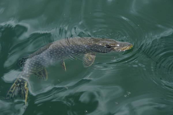 Photo of Esox lucius by <a href="http://www.adventurevalley.com/larry">Larry Halverson</a>